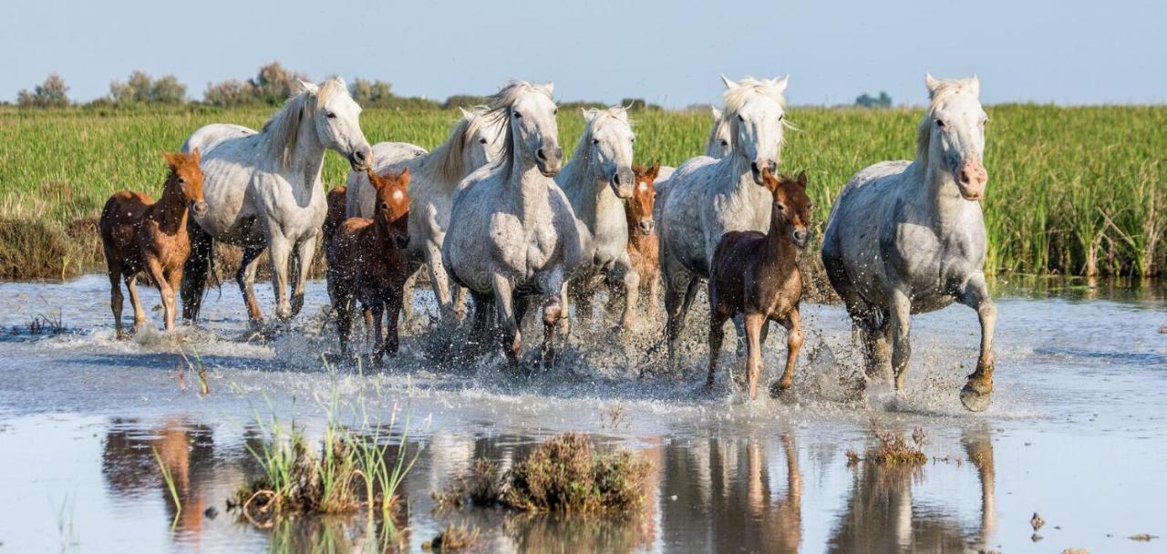 Villa Joli Mazet Provencal De Camargue Arlés Exterior foto
